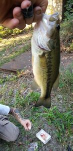 Smallmouth Bass