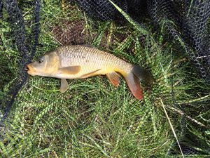Common Carp