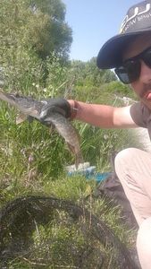 Northern Pike