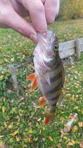 European Perch