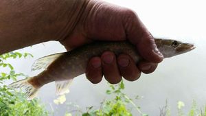 Northern Pike