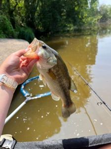 Smallmouth Bass
