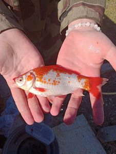 African Red Snapper