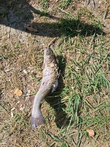 Rainbow Trout