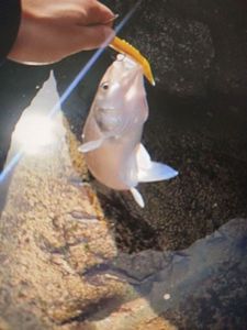 European Bass (Seabass)