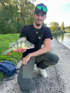European Perch