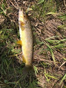 Brown Trout