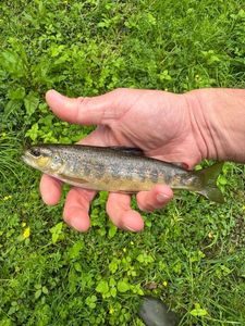 Brown Trout