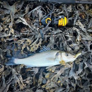 European Bass (Seabass)