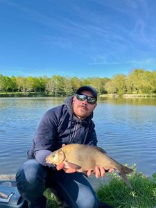 Common Bream