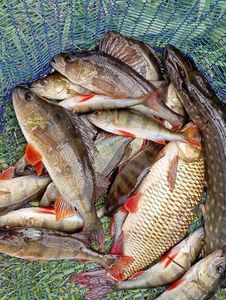 European Perch