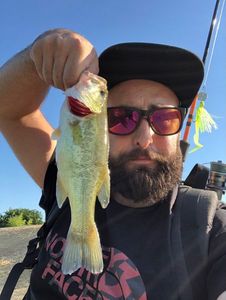 Largemouth Bass