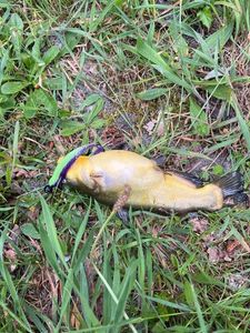 Black Bullhead