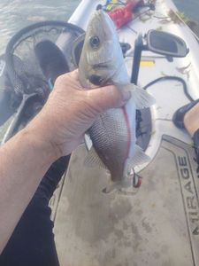 European Bass (Seabass)