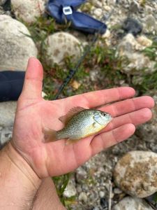 Green Sunfish