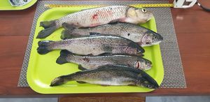 Rainbow Trout