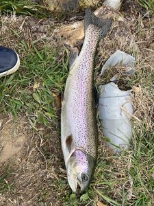 Rainbow Trout