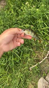 European Perch