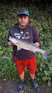 Zander