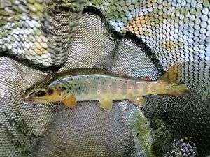 Brown Trout