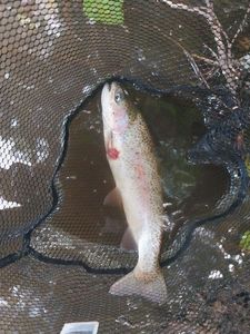 Rainbow Trout