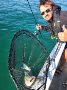European Bass (Seabass)