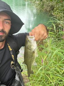 Largemouth Bass