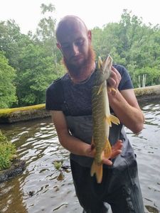 Northern Pike