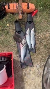 European Bass (Seabass)