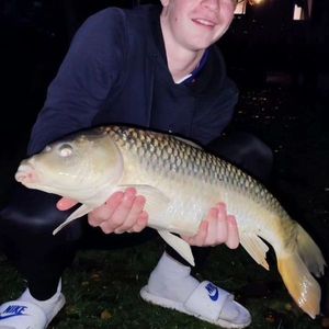 Common Carp