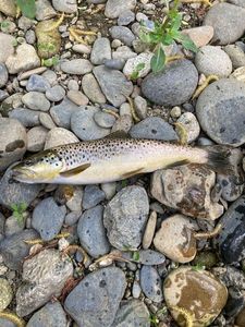 Brown Trout