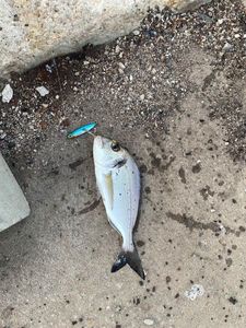 Gilthead Seabream