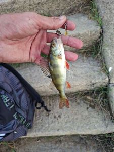 European Perch