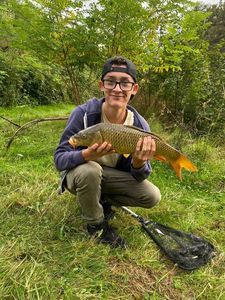 Common Carp