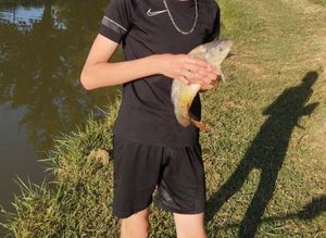 Common Carp