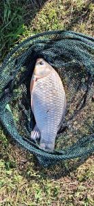 Prussian Carp