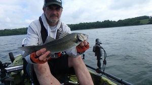European Bass (Seabass)