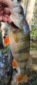 European Perch