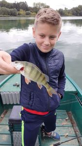 European Perch