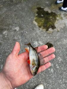 European Perch