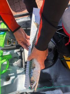 Mackerel