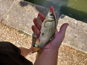 Common Carp