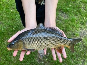 Common Carp