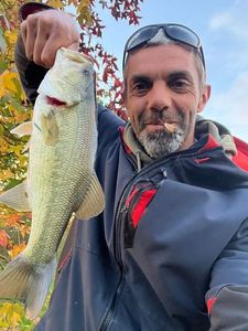 Largemouth Bass