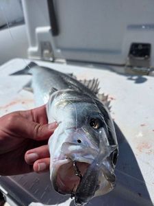 European Bass (Seabass)
