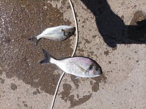Gilthead Seabream