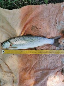 Rainbow Trout