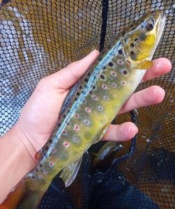 Brown Trout