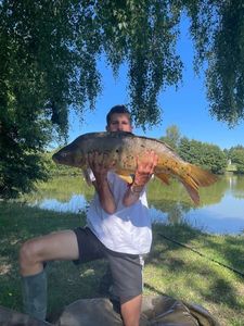Common Carp