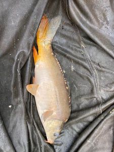 Mirror Carp